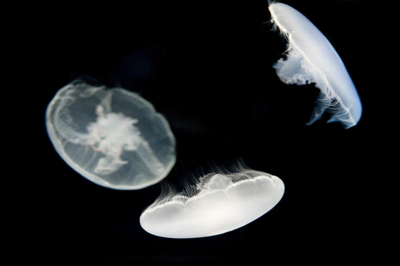 Glowing Moon jellyfish, Aurelia aurita, also known as the common jellyfish swimming underwater