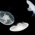 7395   Glowing Moon jellyfish, Aurelia aurita