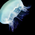 7409   Moon jellyfish swimming underwater