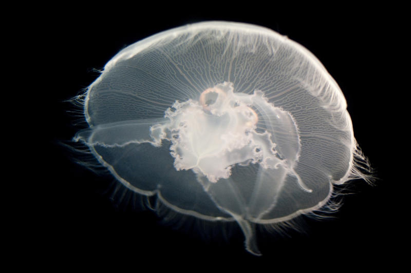 Delicate transparent bell and trailing tentacles of a moon jelly fish, a common widespread species, swimming underwater in an illuminated aquarium