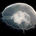 7410   Delicate bell of a moon jelly fish
