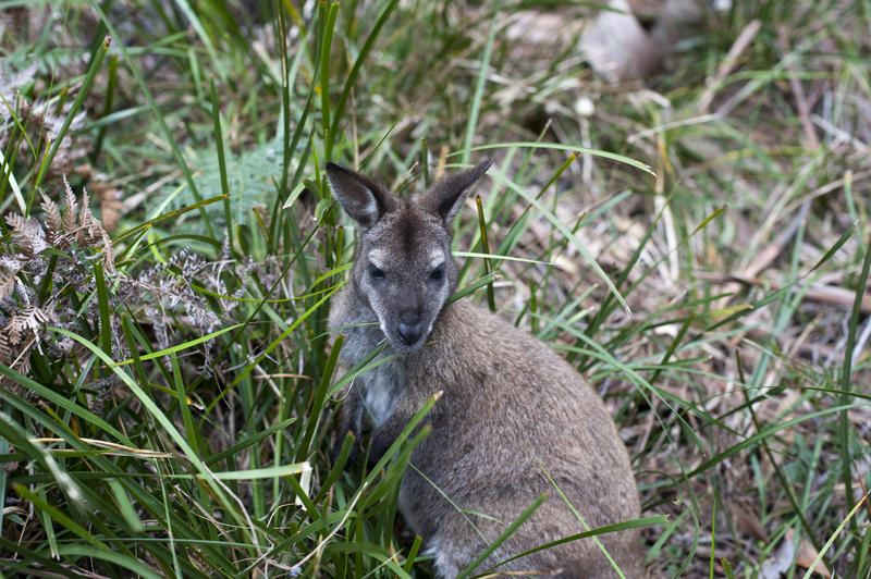 Adult wallaby in grass, an Australian marsupial similar to a kangaroo but very much smaller