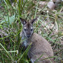6392   Wallaby in grass