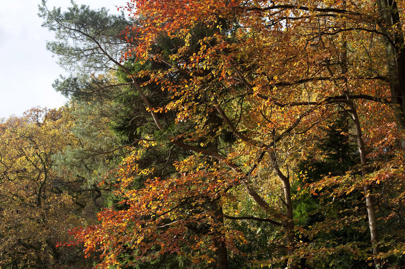 Background of the branches of a tall tree covered in colourful red autumn or fall leaves amidst the autumn foliage of the forest