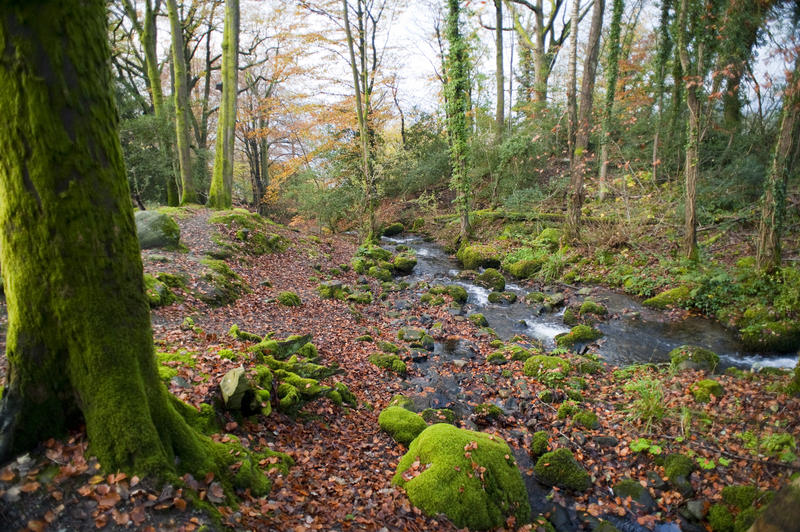 Mossy green rocks and tree trunks alongside a picturesque stream in an autumn or fall forest