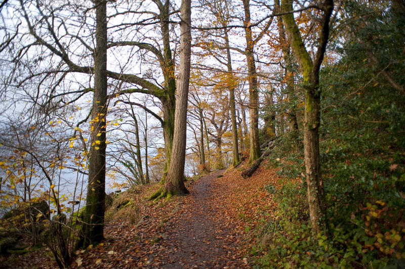 Path littered with autumn leaves leading through a forest of bare branched deciduous trees