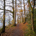 5161   Path Through Autumn Forest