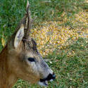 7631   Baby Deer