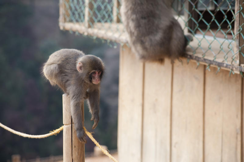a cute little monkey climbing on a rope