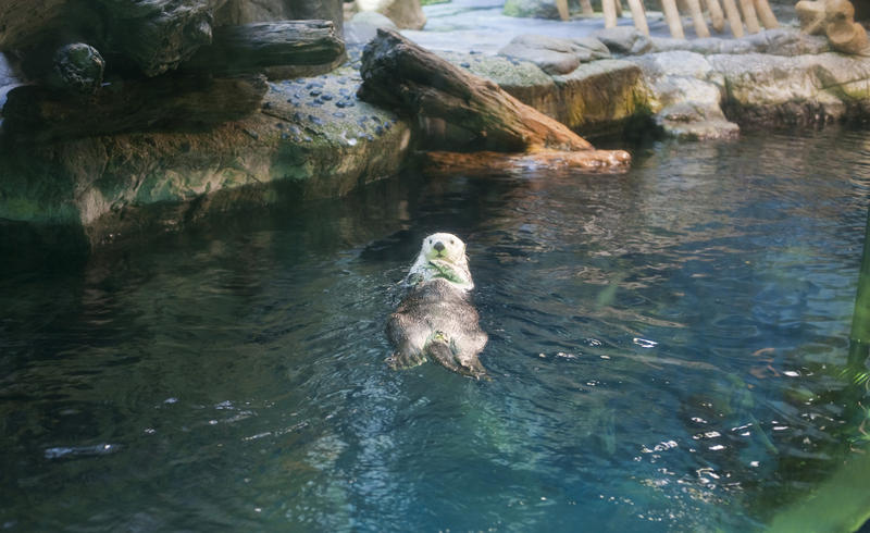 A captive otter floating on his back in an aquarium