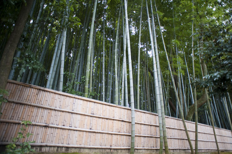 a bamboo fence and forest of tall bamboo trees, kyoto, japan