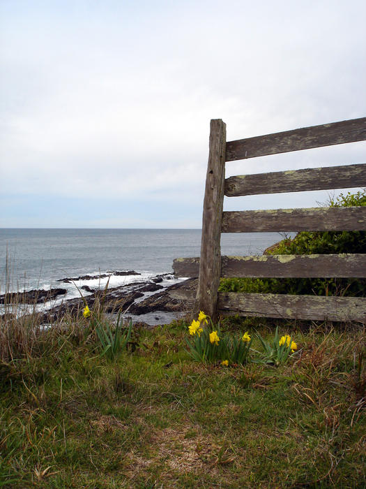 an old wooden fence on a coastal headland with wild daffodils and gass