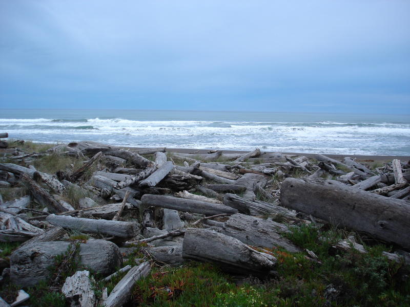a beach covered in driftwood logs, north california coast