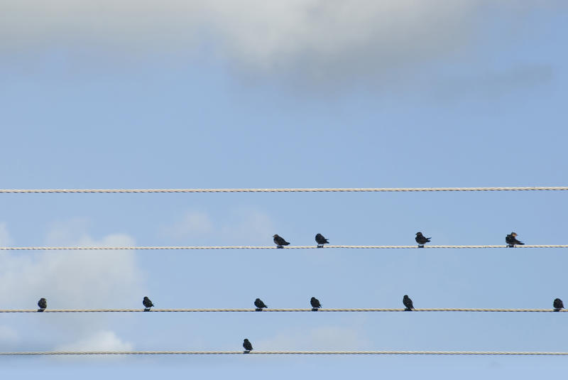 Flock of birds perched on electric cables resting and grooming, seen in silhouette against a clear blue sky with copyspace