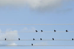 6343   Flock of birds on electric cables