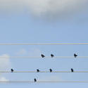 6343   Flock of birds on electric cables