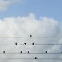 6242   Flock of birds on overhead cables
