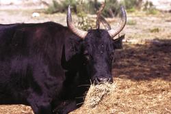5922   black bull carmarque 1986