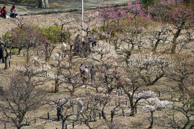 Early cherry and plum blossom viewing in Osaka, Japan
