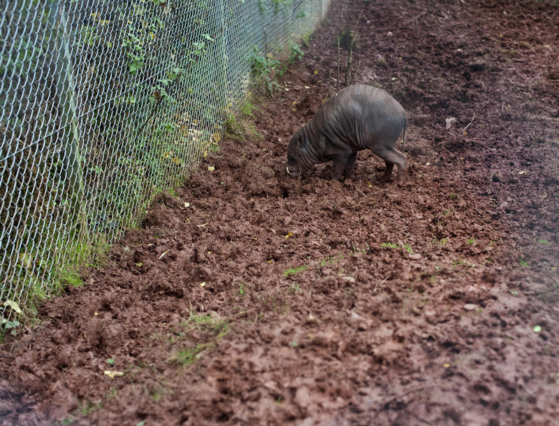 Very young wild boar piglet foraging for food in the muddy ground of its enclosure at a zoo