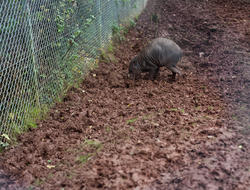 6253   Wild boar piglet