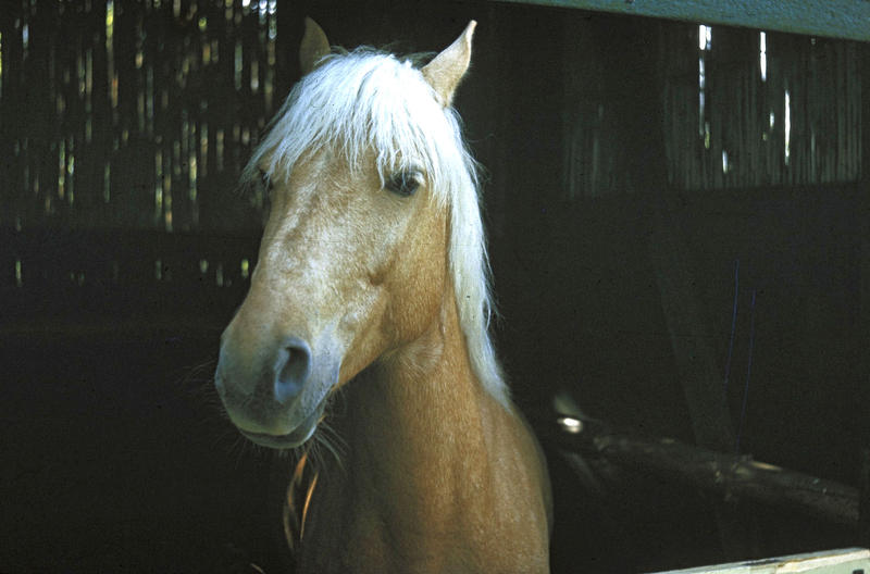 <p>&nbsp;Brown-blonde riding horse, Ireland 1975 (originally slide)</p>
