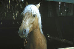 5927   brown blonde riding horse ireland 1975 