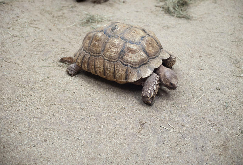 Tortoise in captivity walking across dry ground sprinkled with the remnants of dry hay with copyspace