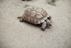 6255   Tortoise walking across dry ground
