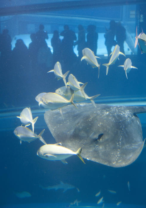 Cowtail stingray swimming underwater in a marine aquarium with tourists visible in the background watching through a viewing window