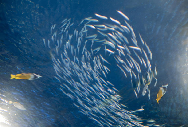 Prey fish schooling or shoaling forming a circular bait ball in a defensive move against predation flanked by two larger butterfly fish
