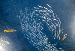 7431   Prey fish shoaling with butterfly fish