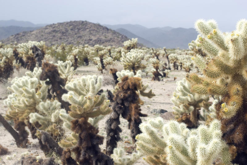 cholla cactus garden in californias joshua tree national park