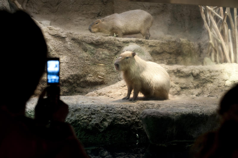 Man photographing a captive Capybara, the largest rodent in the world