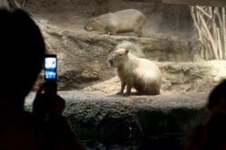 7386   Capybara, the largest rodent in the world