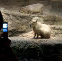 7386   Capybara, the largest rodent in the world