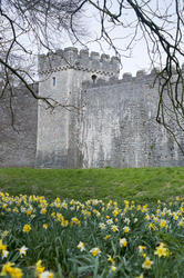 7558   Daffodils in the garden at Cardiff Castle