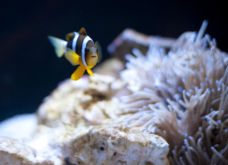 Courful striped anemonefish or clownfish sheltering near the tentacles of an anemone with which it enjoys a symbiotic relationship