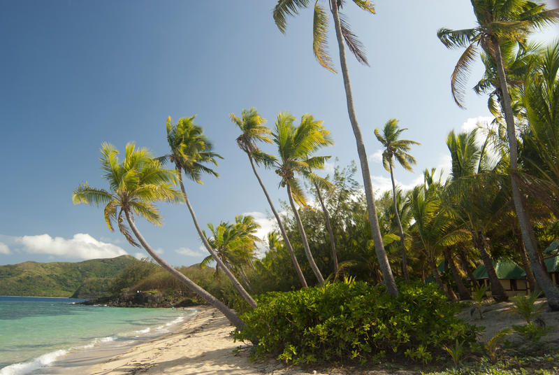 Coconut palms growing on the seashore of an idyllic tropical island with golden sand and clear blue ocean