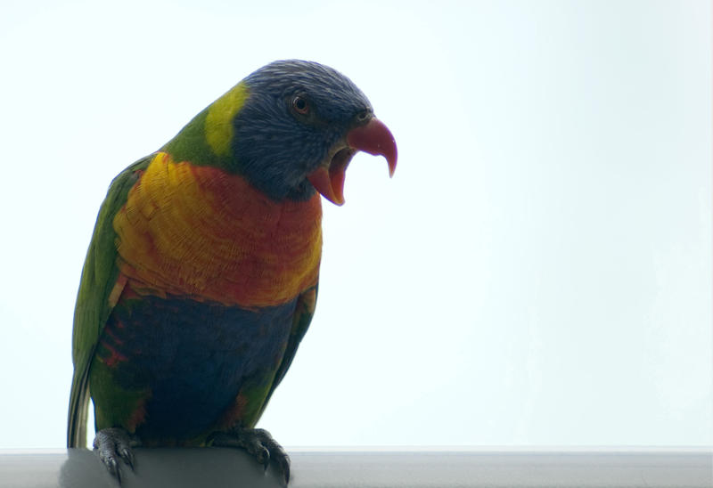 Colourful rainbow lorikeet, a small Australian parrot, sitting squawking on its perch with copyspace