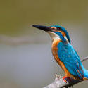 6627   Common Kingfisher