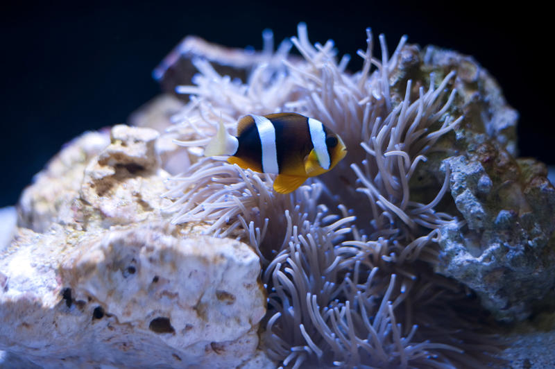 Anemonefish with a sea anemone with which it has a symbiotic mutualism sheltering amongst its poisonous tentacles in return for eating harmful invertebrates and enriching its diet with fecal matter