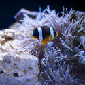 7396   Anemonefish with a sea anemone