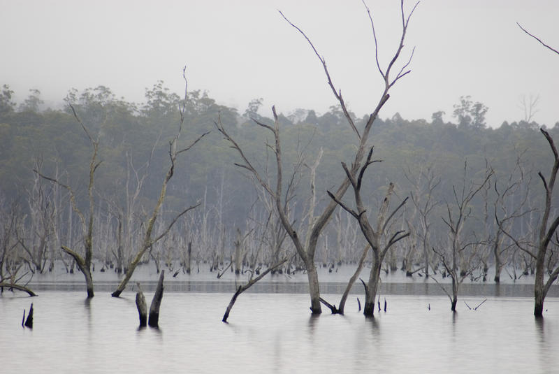 a bleak lifeless landscape image featuring dead trees flooded by a hydro dam project