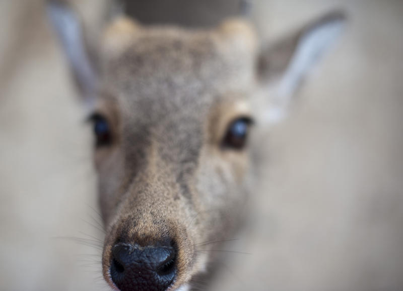 close up on a Nara deer - wild deer roaming around the Kasuga Shrine, japan
