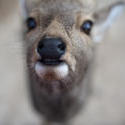 5957   Deer Nose