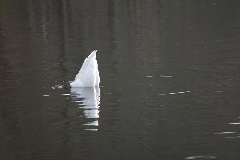 Swan foraging underater for plants with its tail sticking straight up in the air in the centre of the water