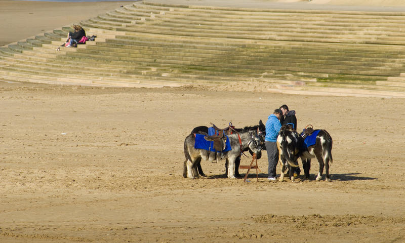 Group of saddled donkeys with their handlers standing on the beach at Blackpool ready to offer tourists donkey rides