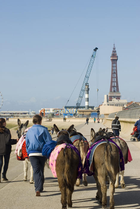 Adults lead a string of donkeys along the beach towards the Blackpool tower where they are rented out for pleasure rides