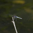 6395   Darter dragonfly on a twig